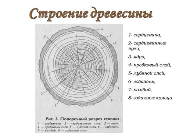 Сердцевина дерева на схеме